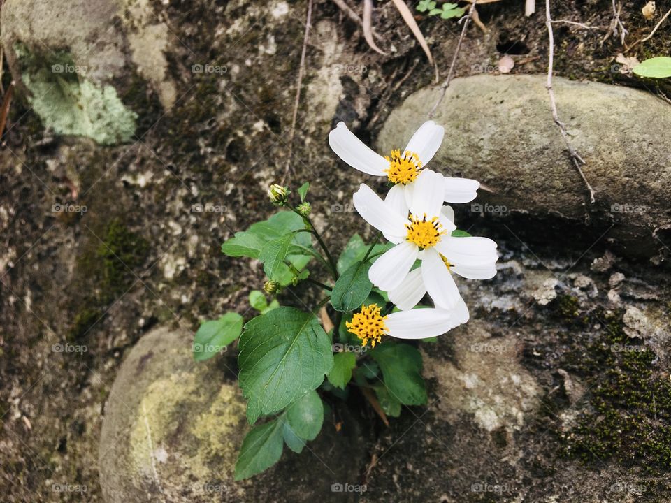 Spring or not, there’s always a flower everywhere 