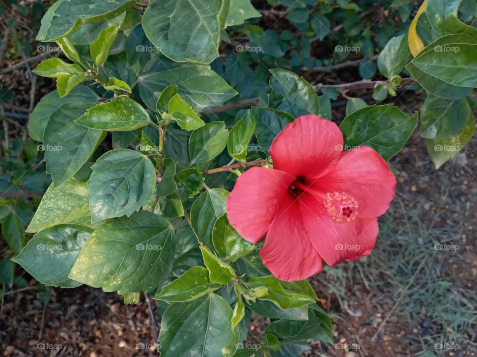 Red flower