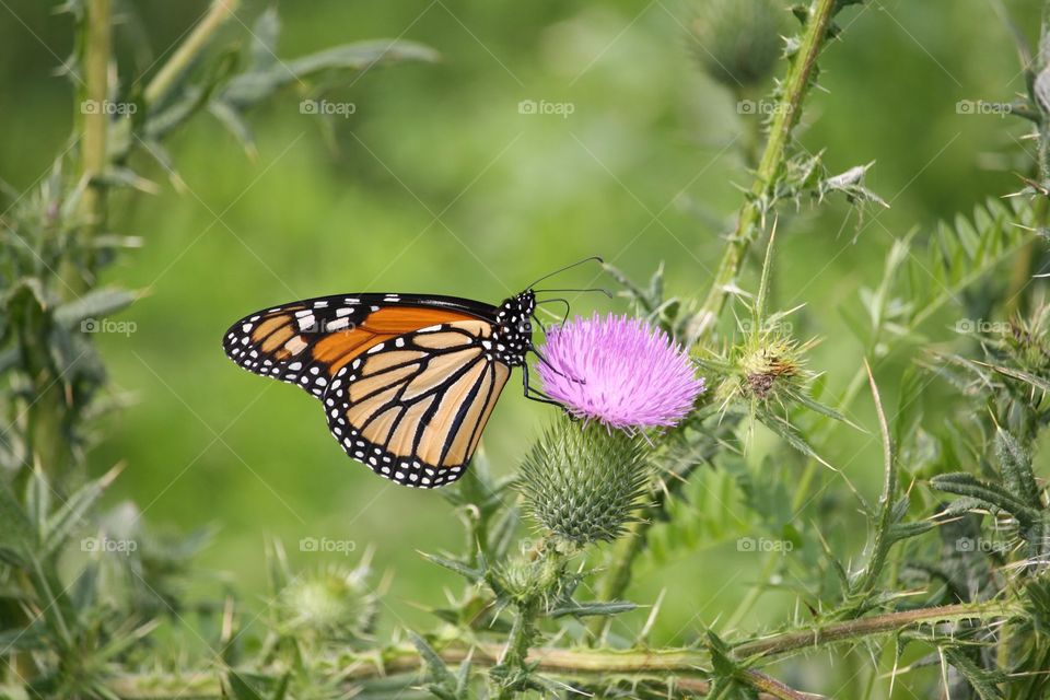 Monarch butterfly