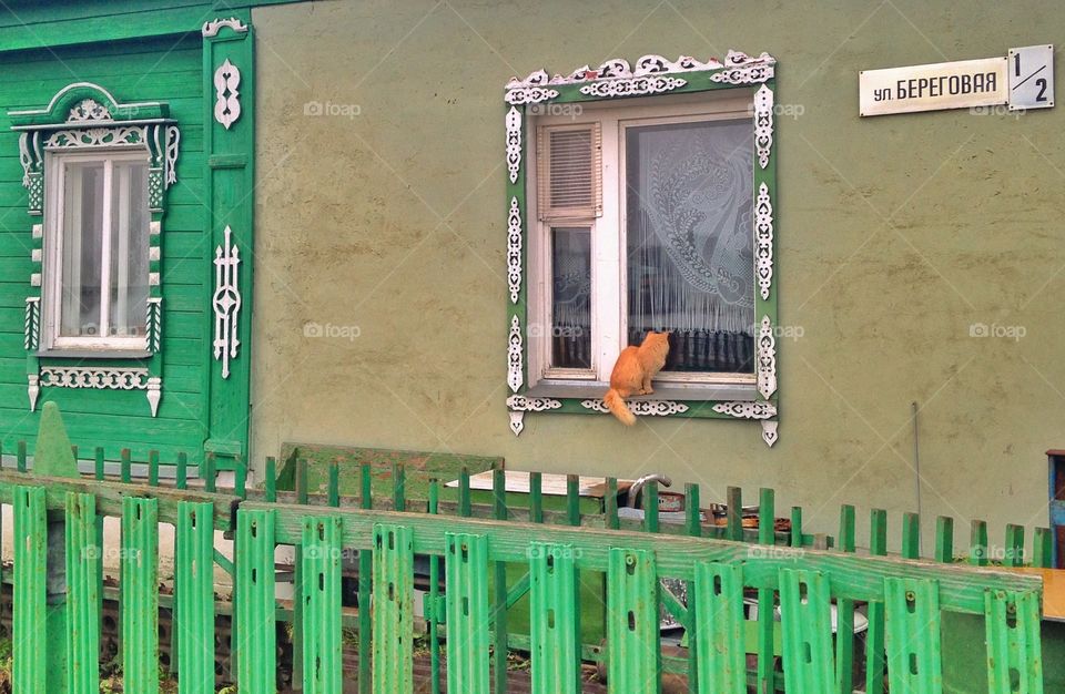 Cat on window