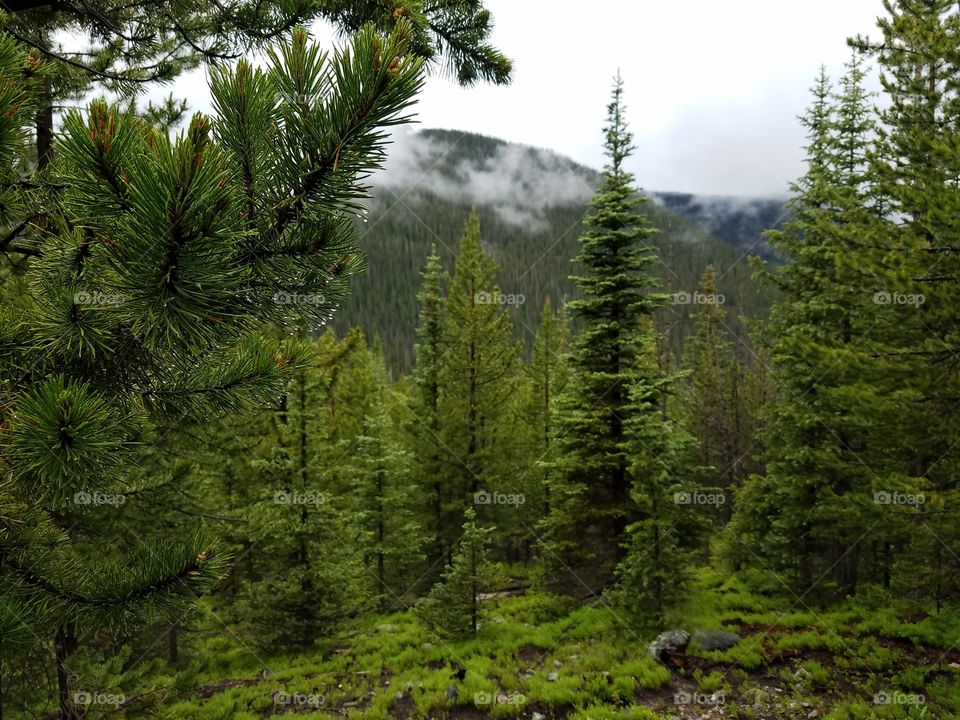 Scenic view of mountain through forest