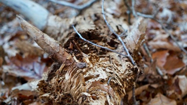 Termites?...