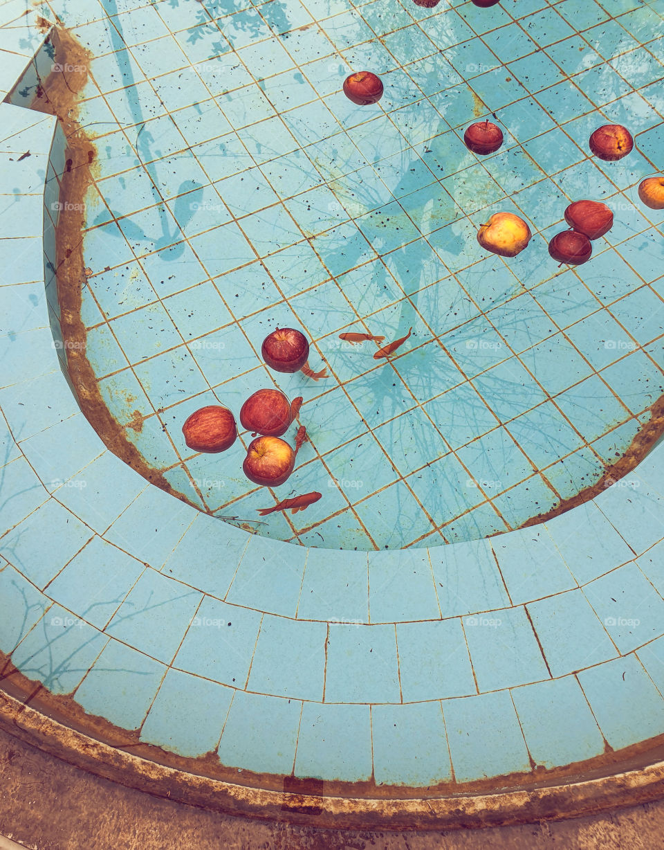 The fish and the apples floating in the pond