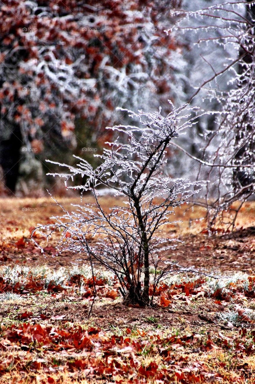 Icy Trees