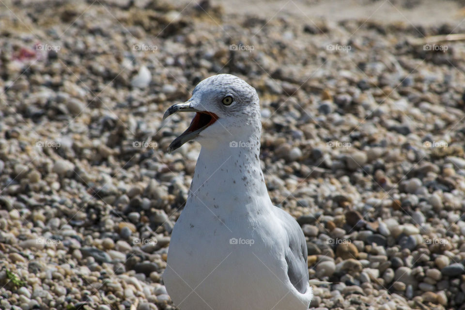 Seagull