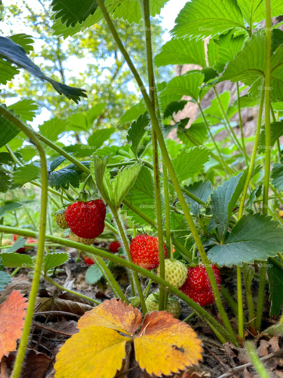 Strawberries ❤️🍓📸