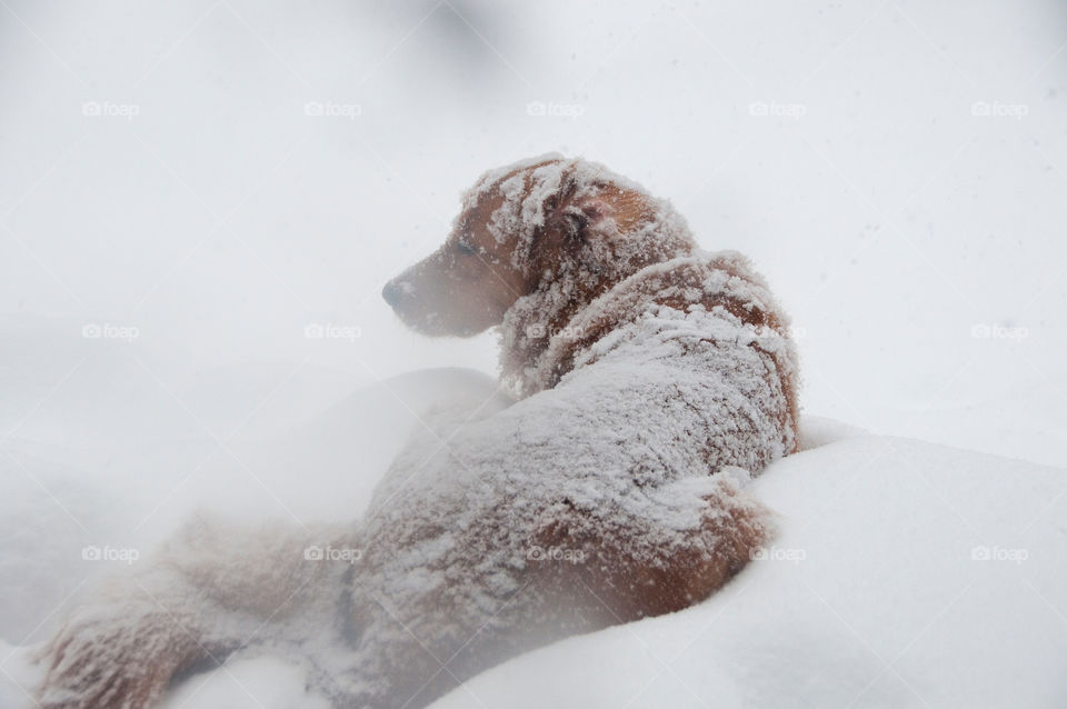 Golden retriever sitting in the snow and covered by it
