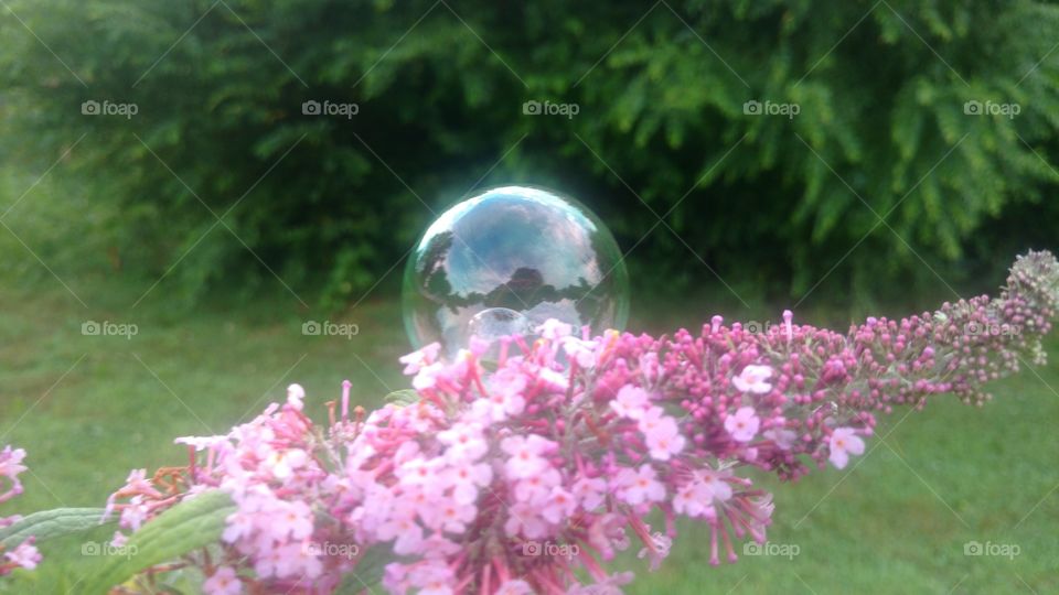 Bubble on butterfly bush