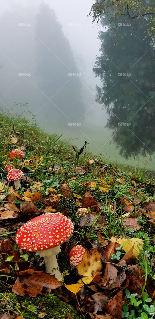 Beautiful and poisonous mushrooms