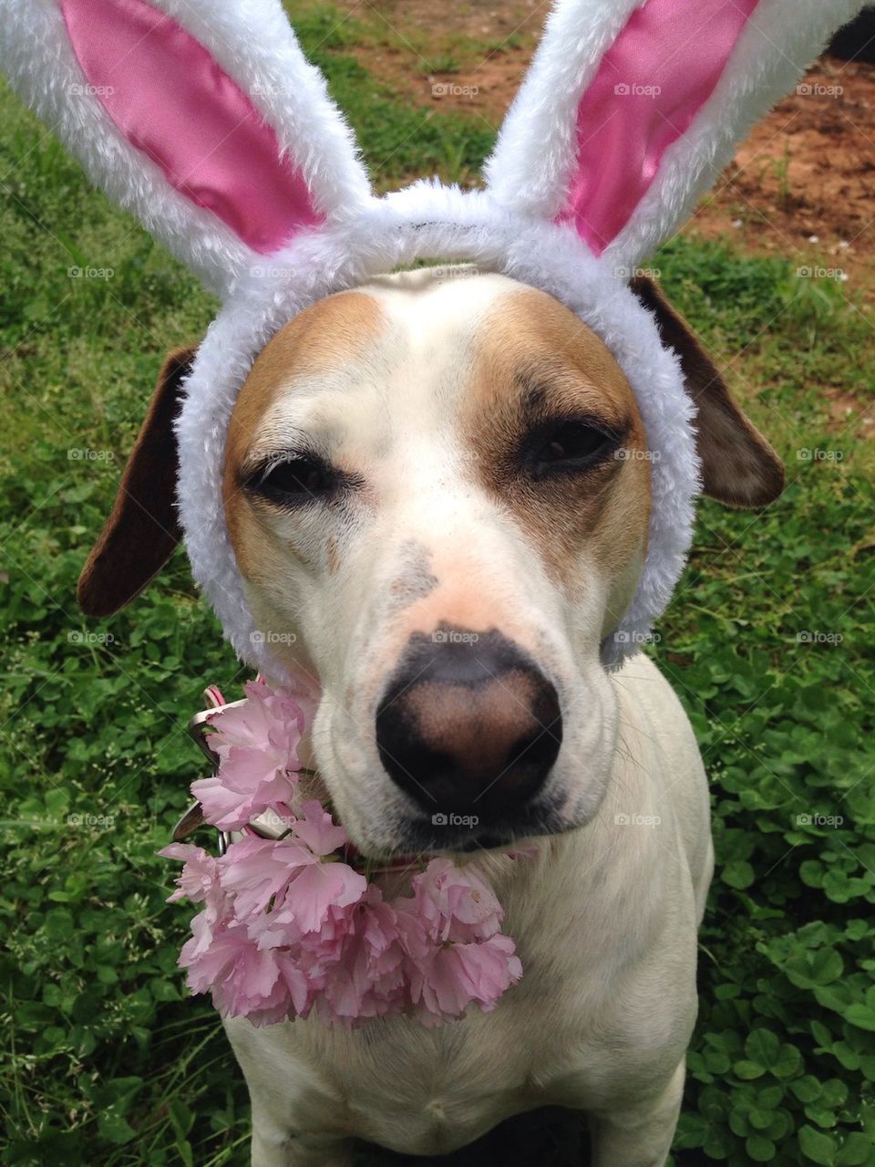 Snoopy Easter beagle 