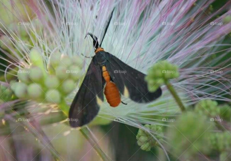 I have no idea what kind of bug this is.