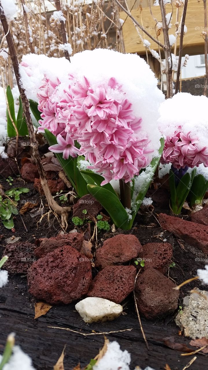 Snow on our hyacinths