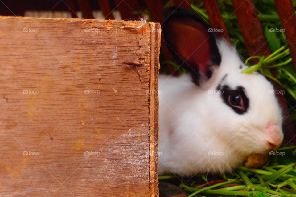 Rabbit, Wood, Easter, Bunny, No Person