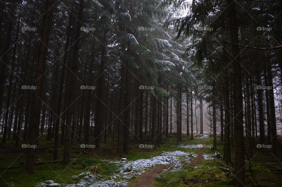 Snow covered trees in forest