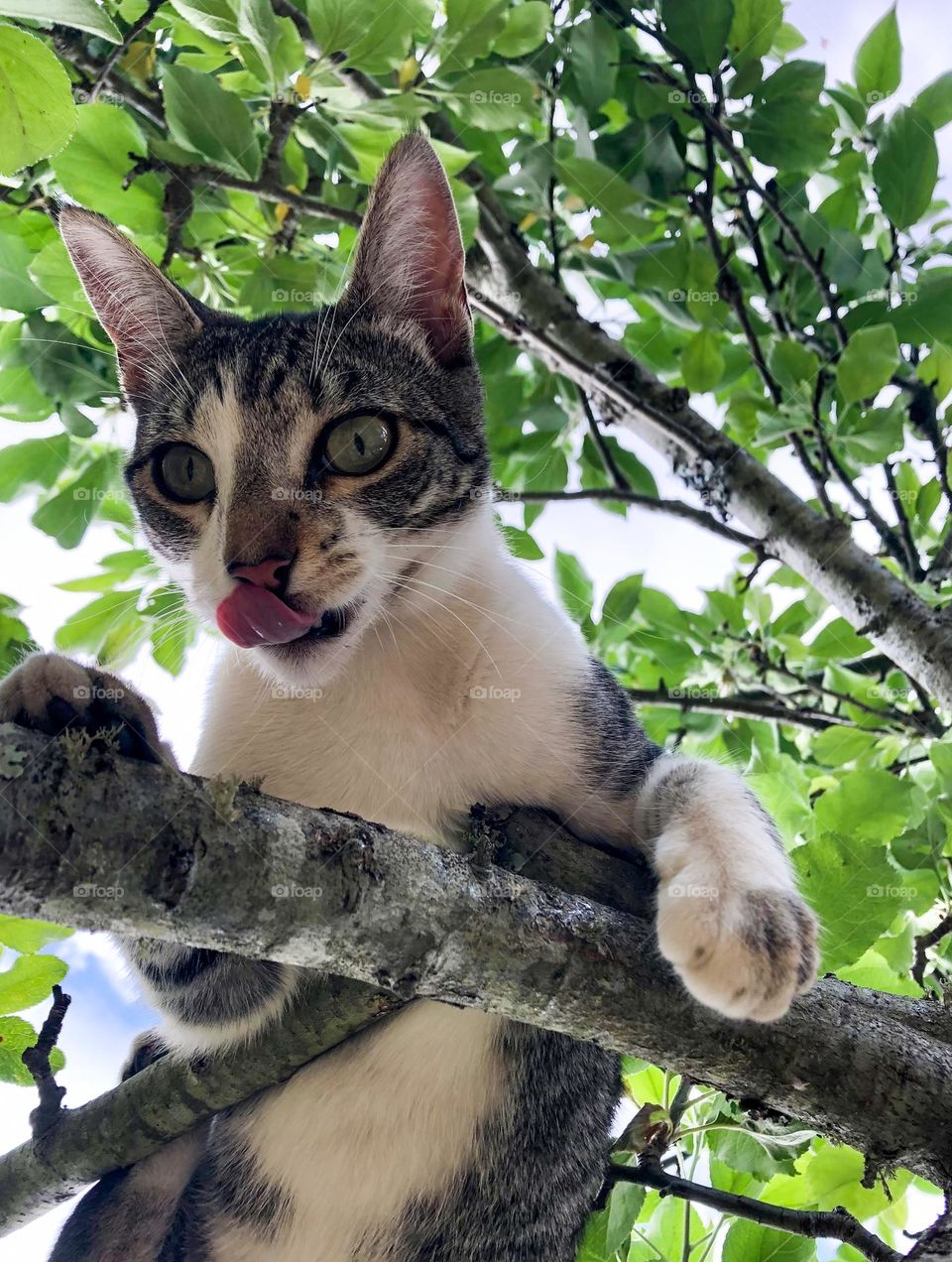 Young tabby and white cat sits in the branches of a tree licking her lips