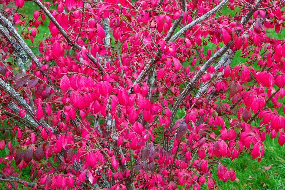 autumn tree in the park
