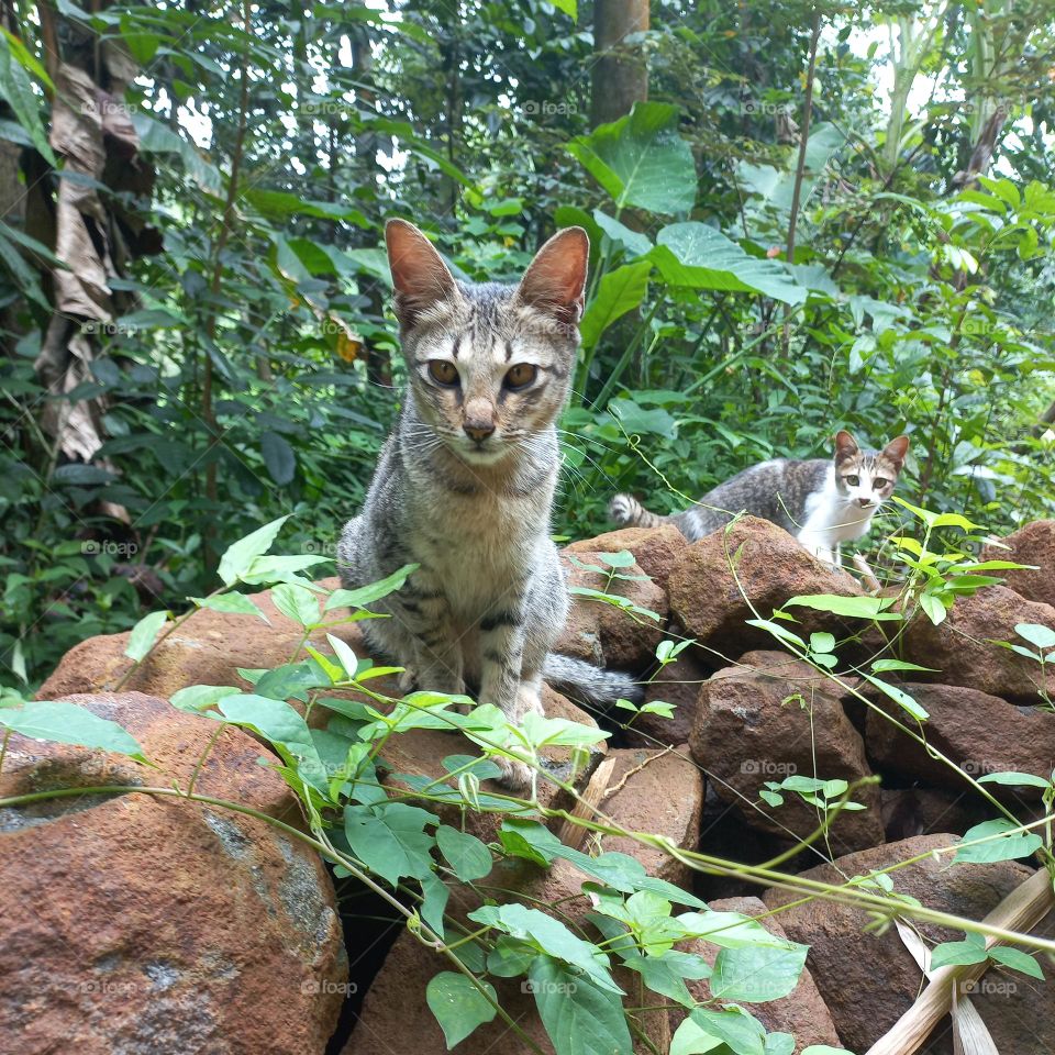 Two kittens are on the stone rock
