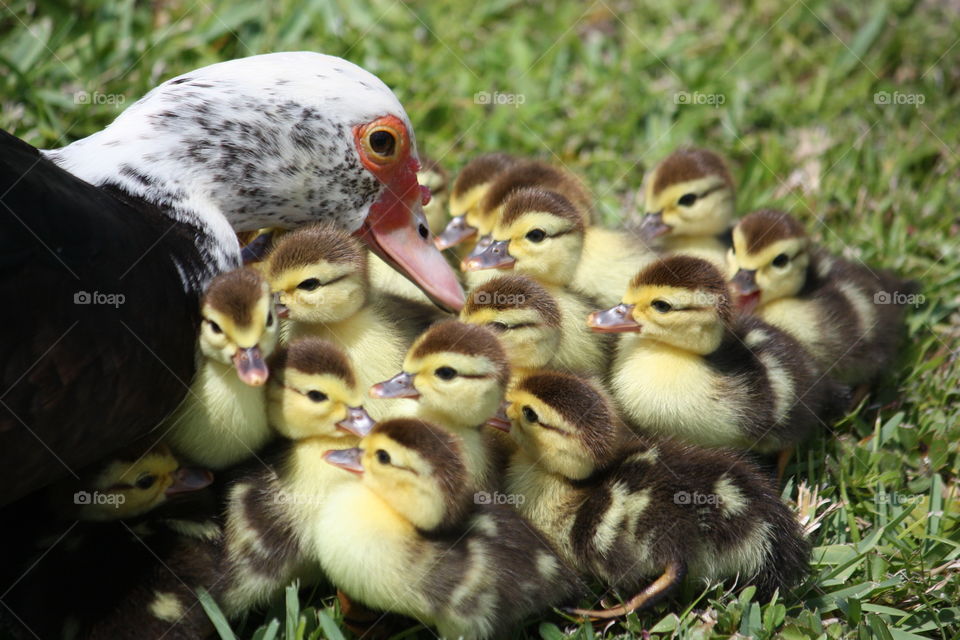 Mother and baby ducklings