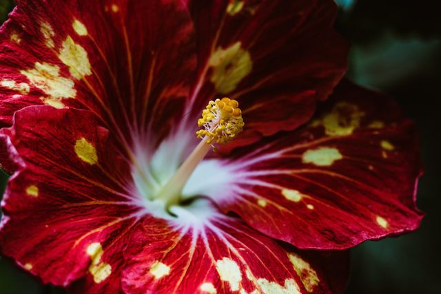Red Flower