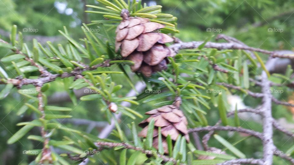 pine tree. pinecones