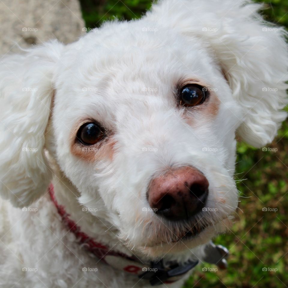 Close-up of white dog with red nose