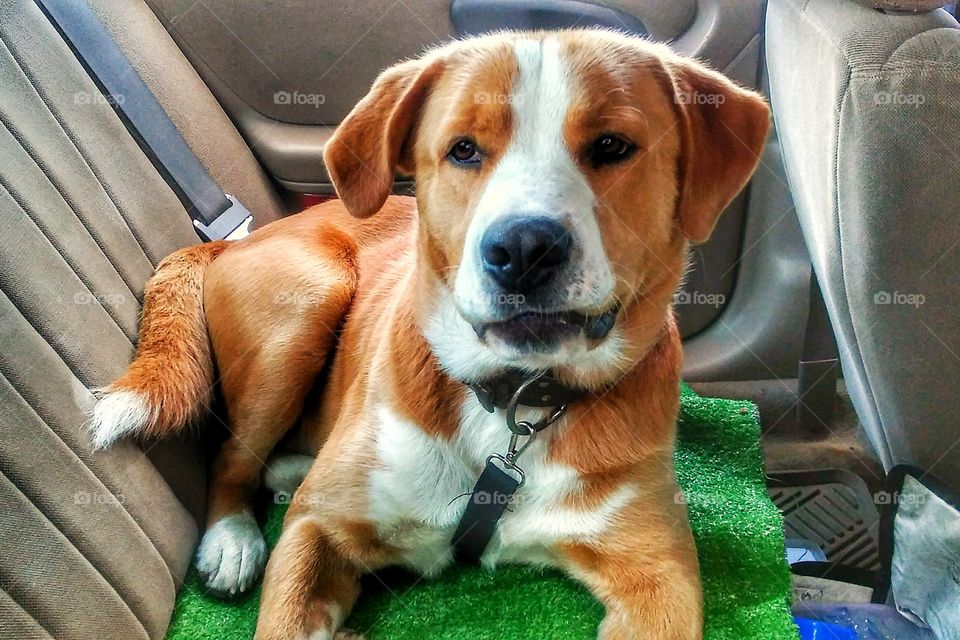 dog smiling and ready to go for a ride