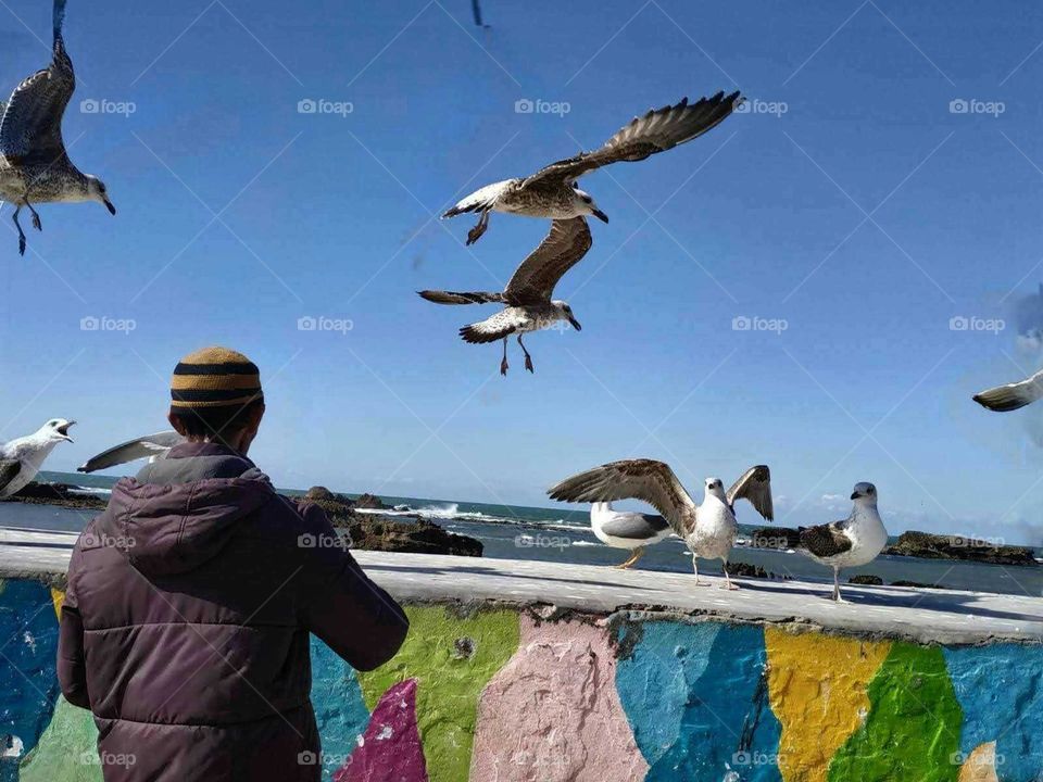 Beautiful and nice moment with flying seagulls at essaouira city in Morocco.