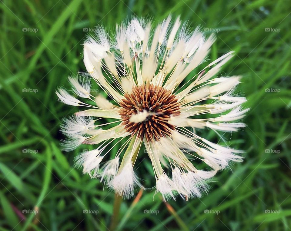 Early dandelion ready to set seed