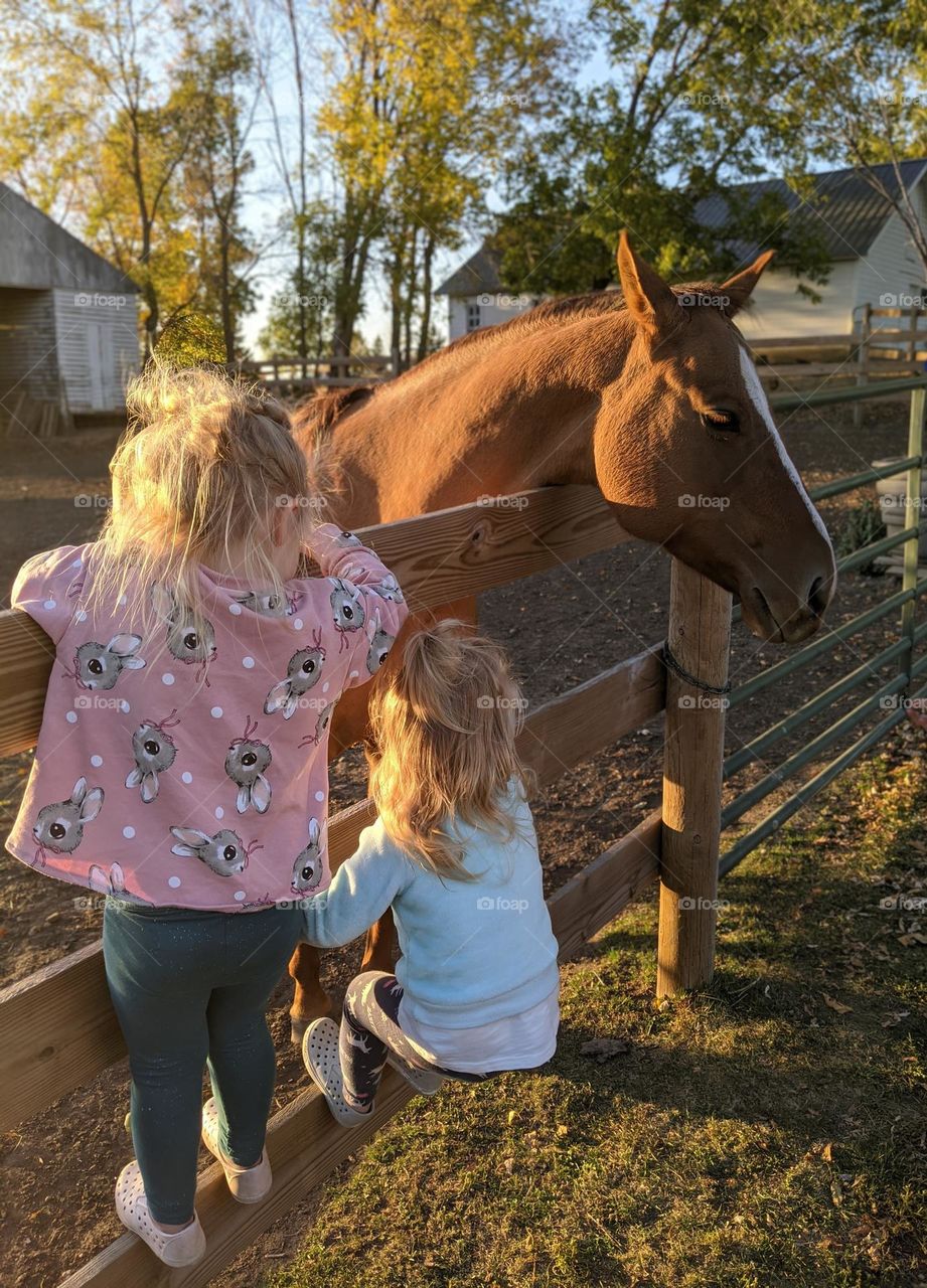 girls on a wooden fence by a brown horse on the farm