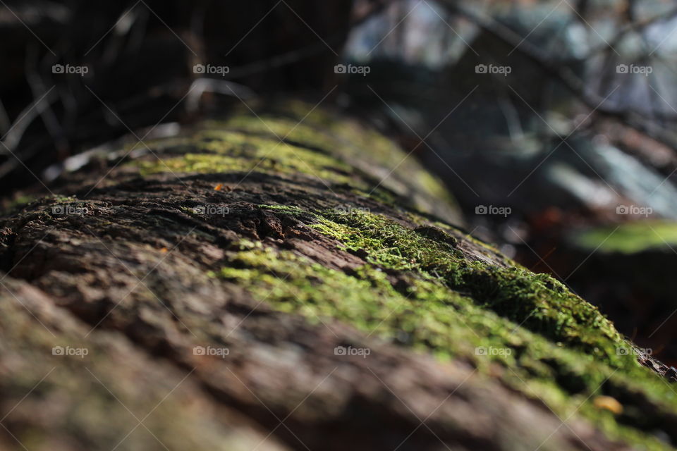 Tree with moss on