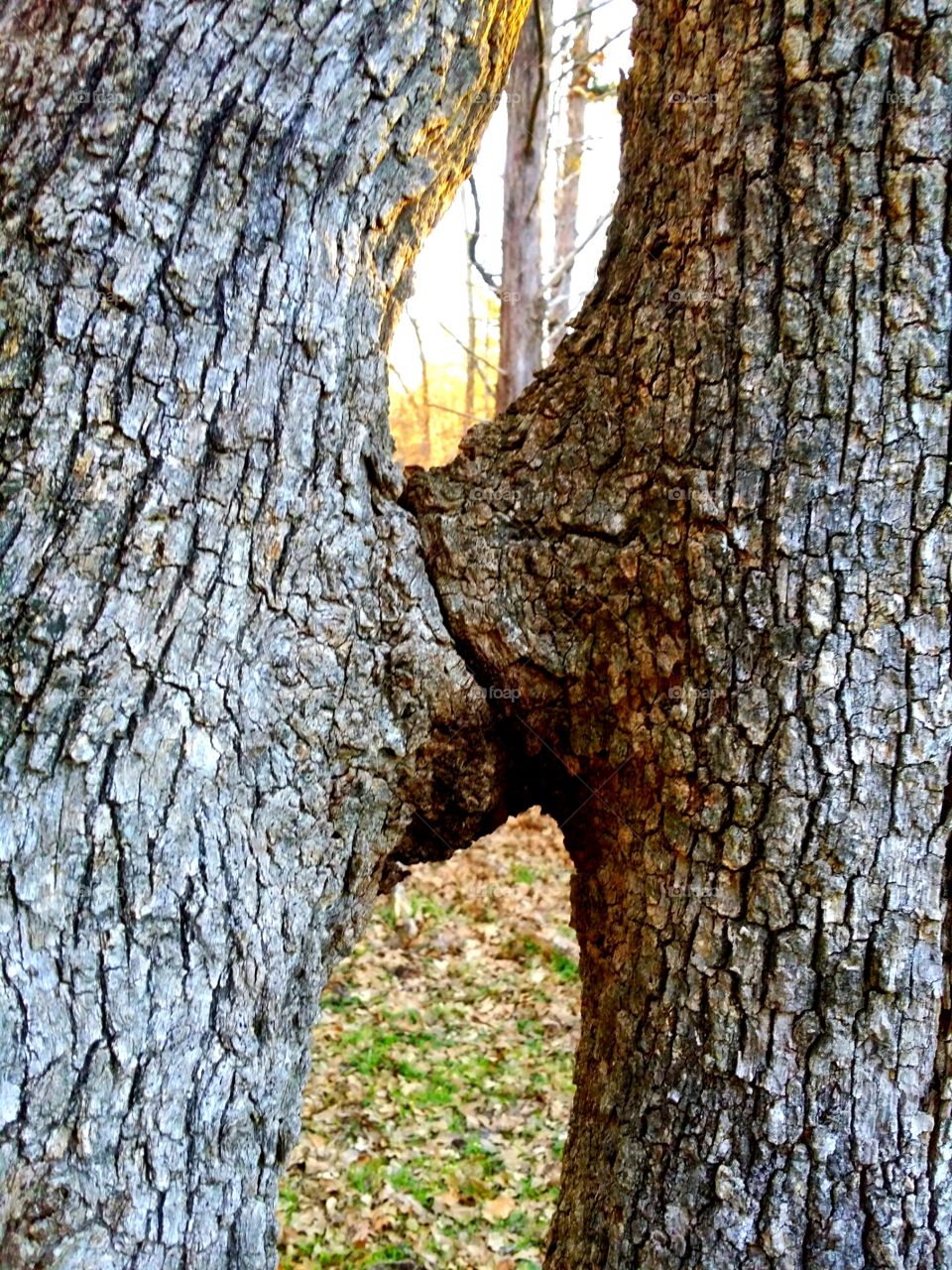 Kissing Trees