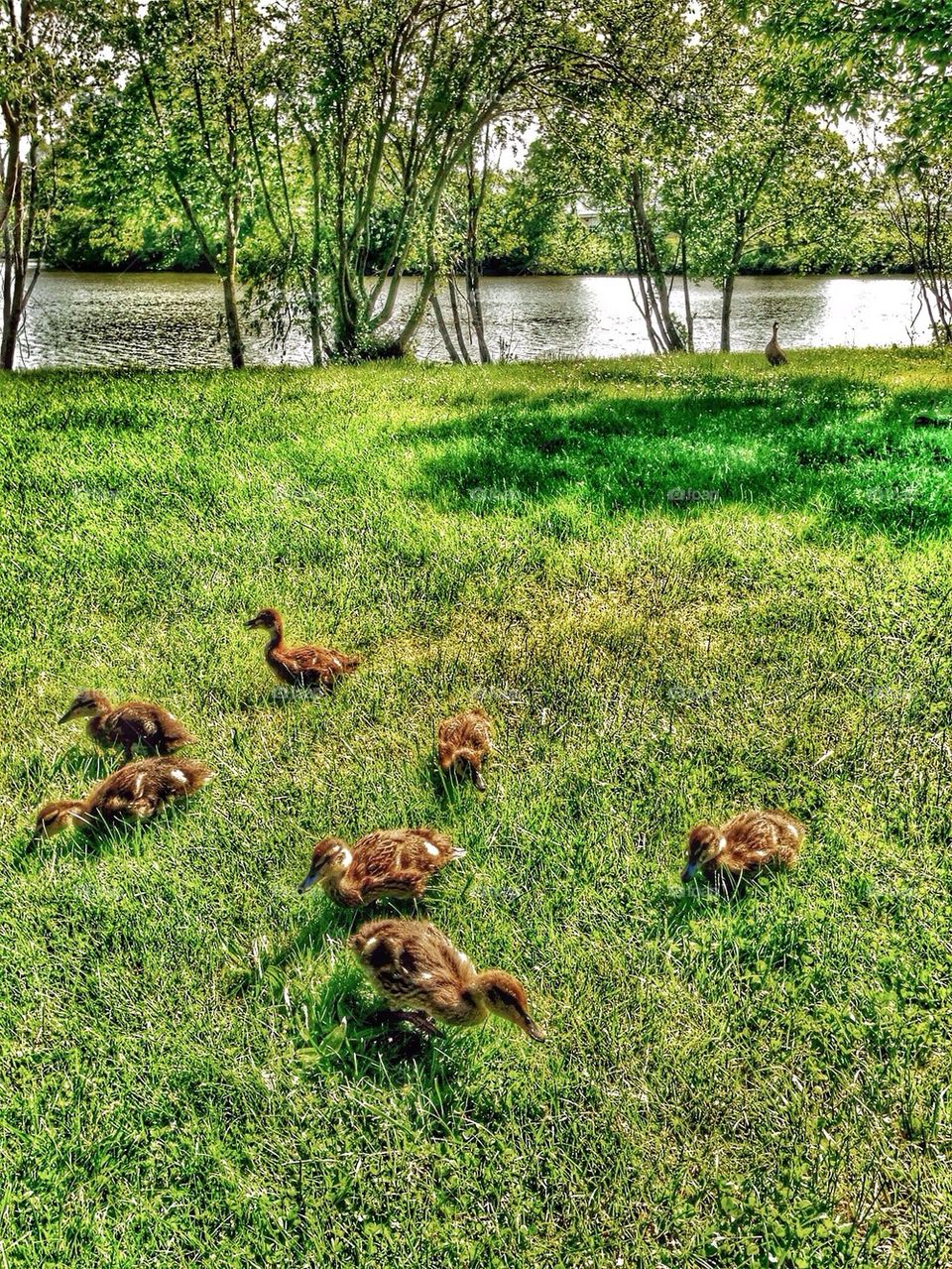 Mother watching