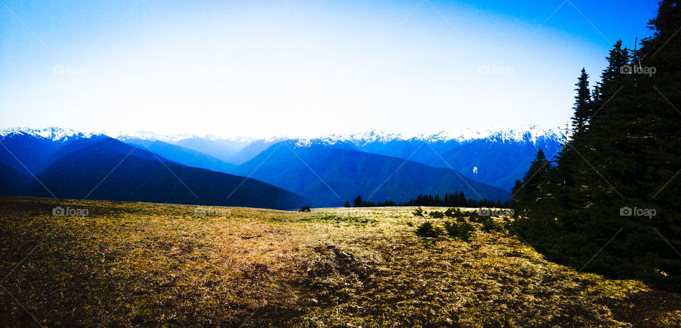 do you see the deer?. didn't see the deer when I took this photo at first