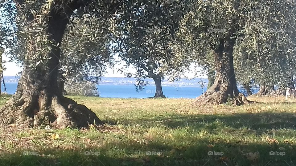 Garda lake