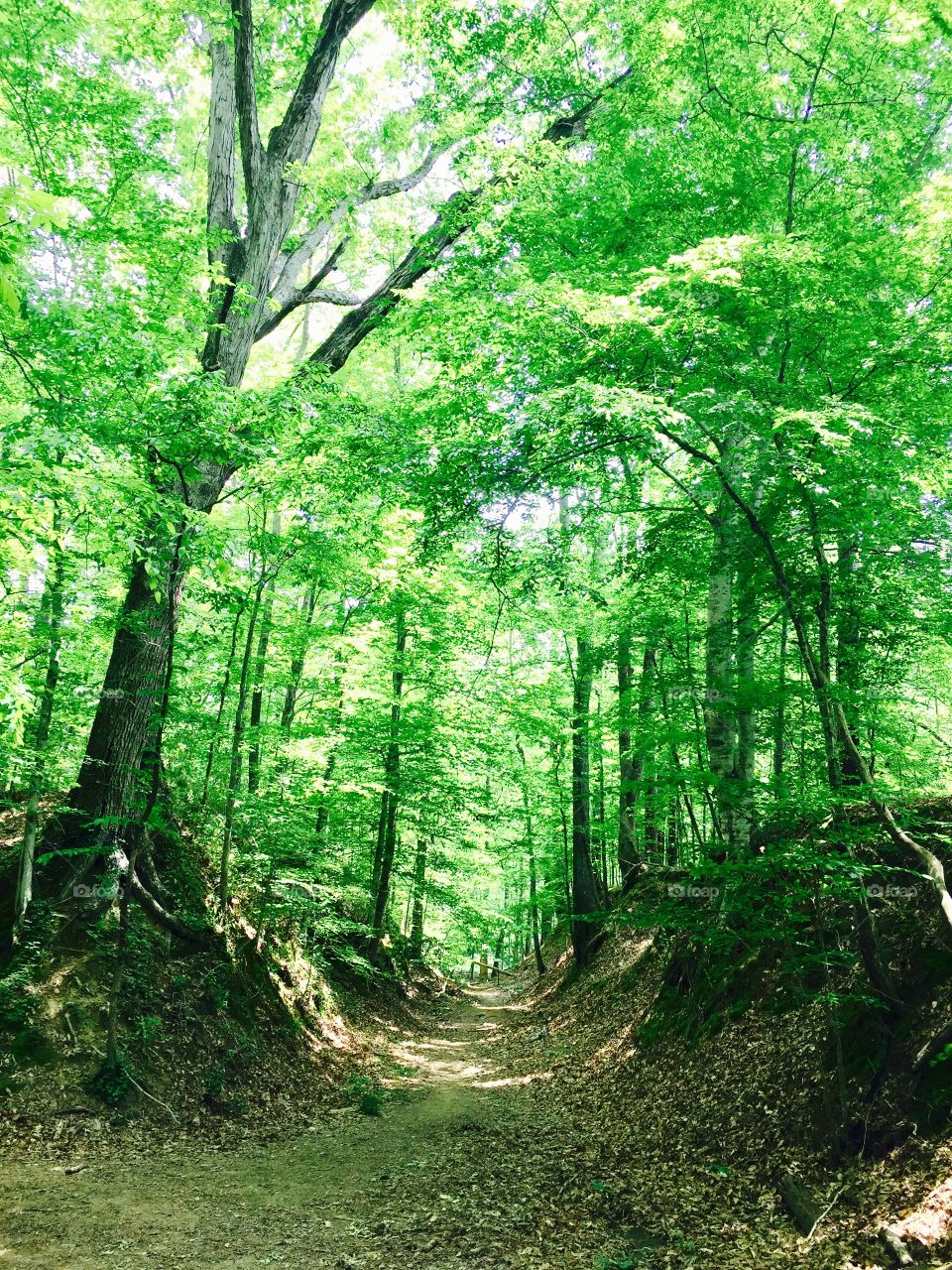 Sunken Natchez trail 