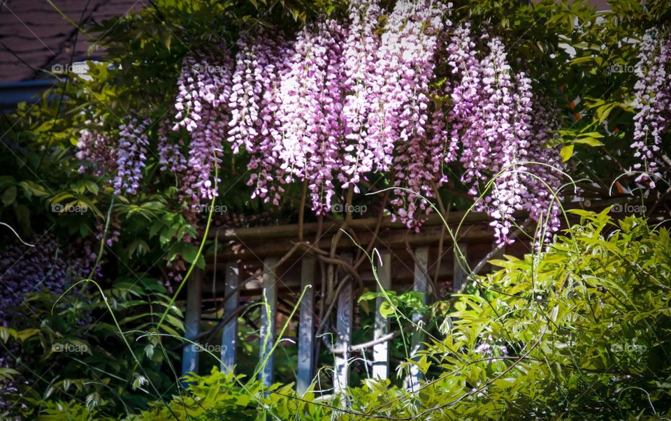 Window with wisteria