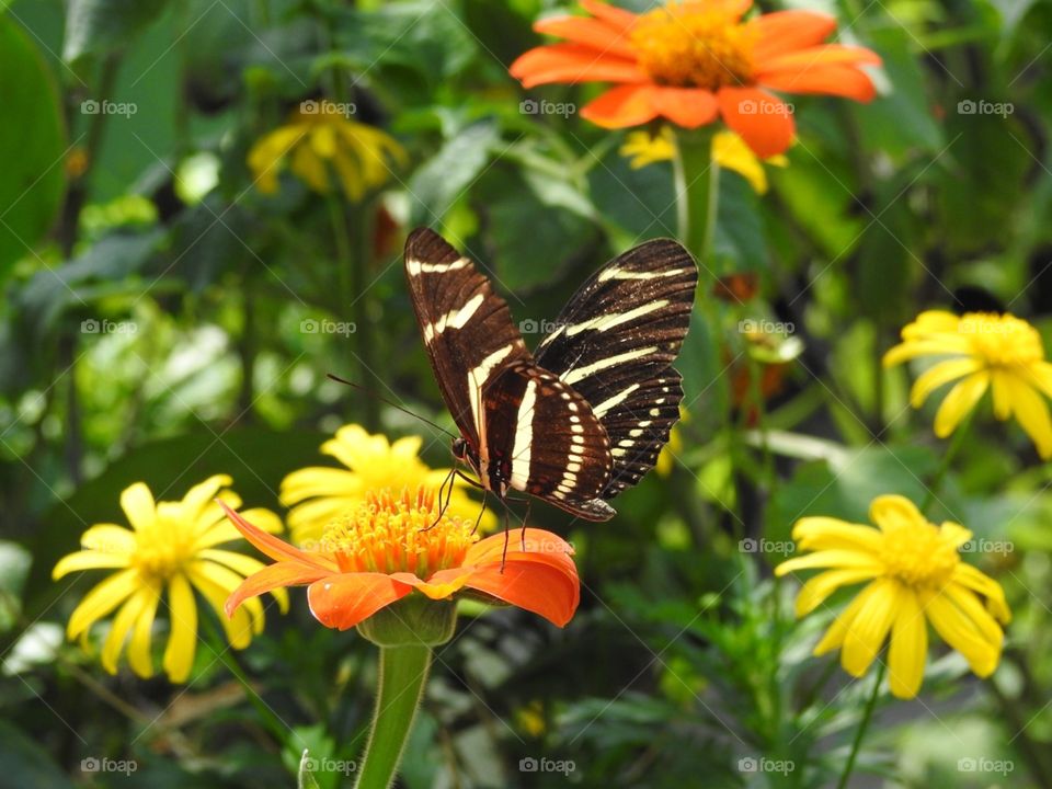 Long winged zebra on mexican flame vine
