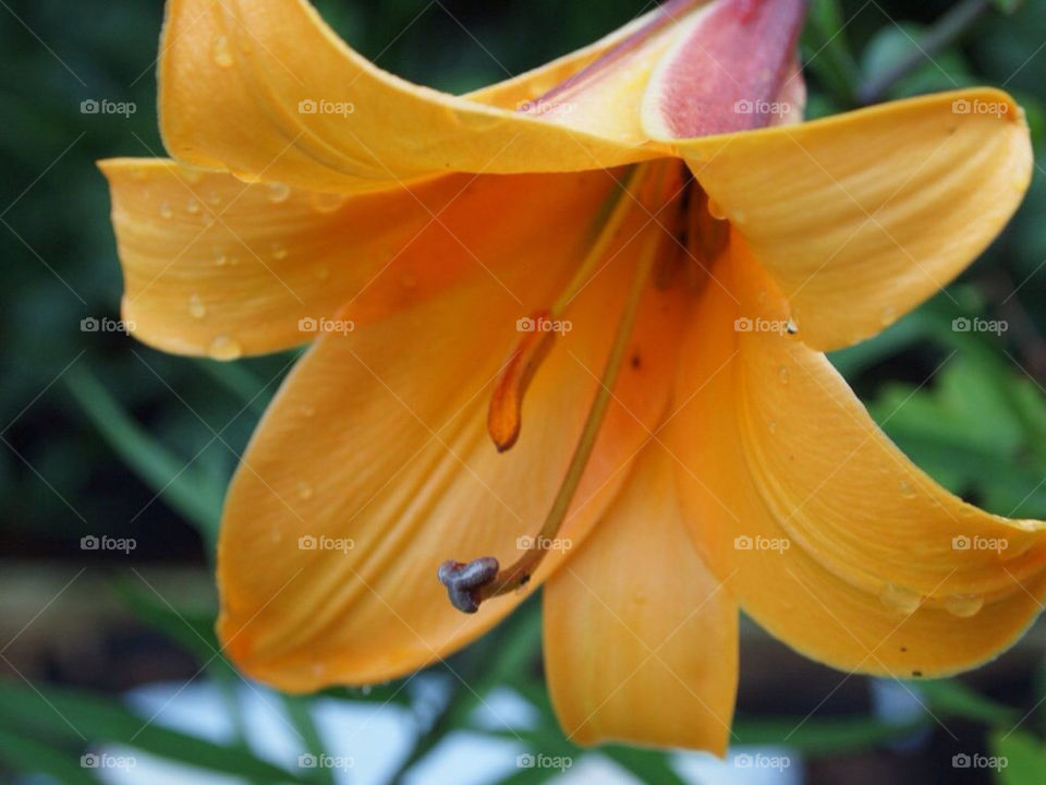 orange queen lily lilja by toraand