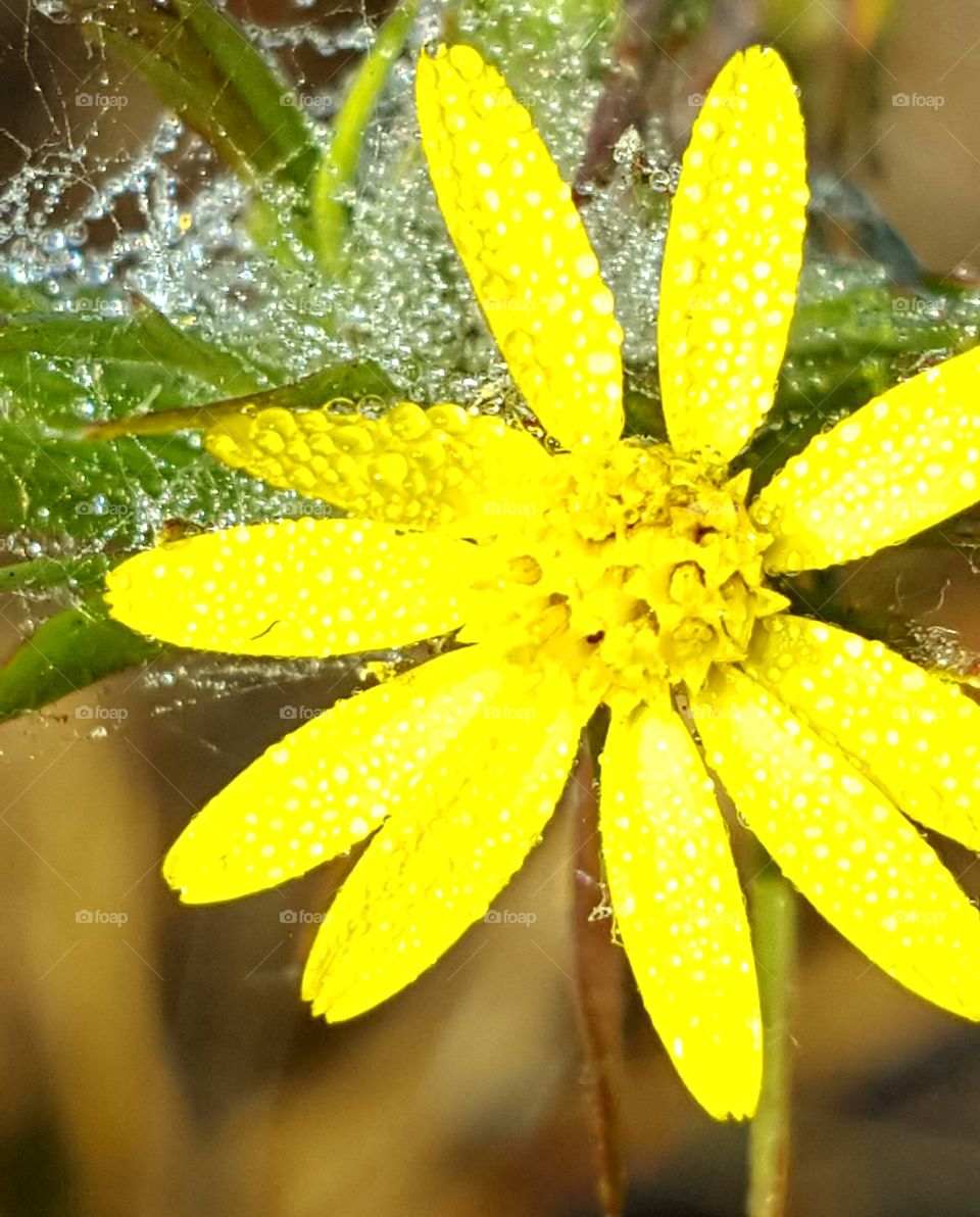 dew on wildflower