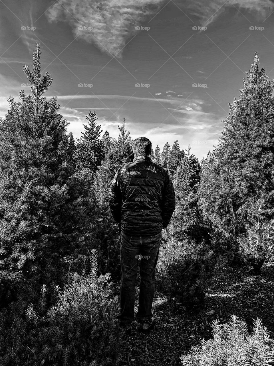Monogram image of man standing in forest, man stands amongst pine trees, black and white nature image, man surveys land in California, standing in the middle of the trees 