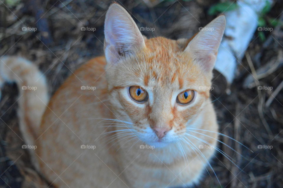 High angle view of a cat