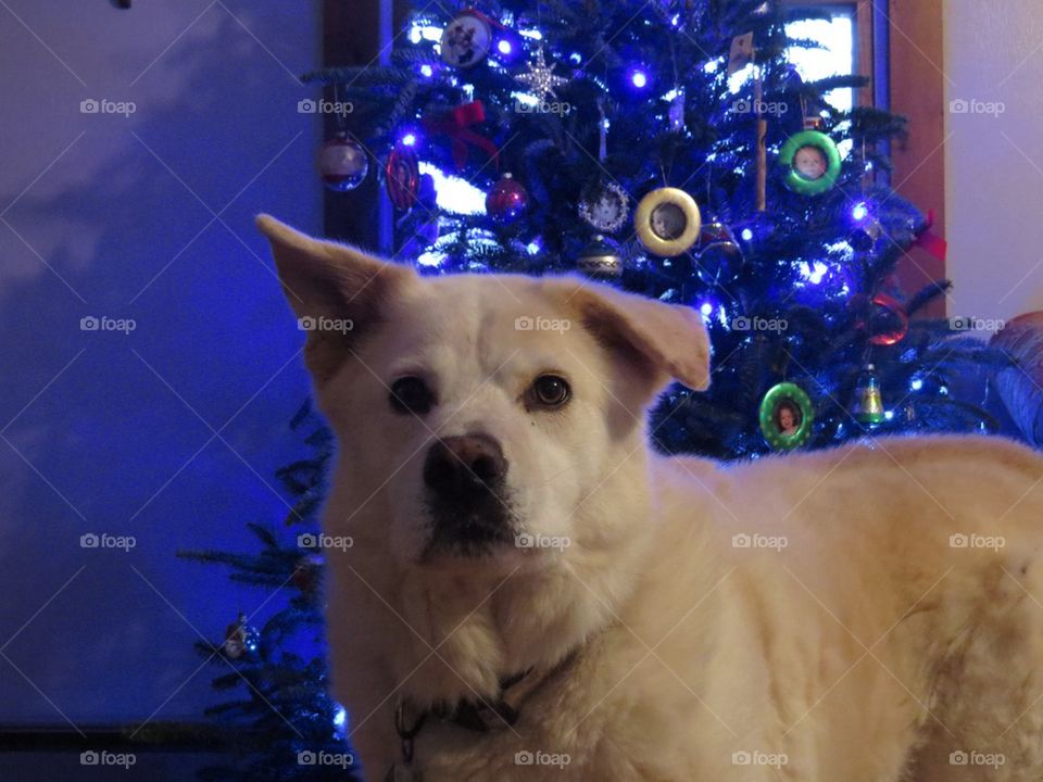 Dog and Blue Christmas Tree