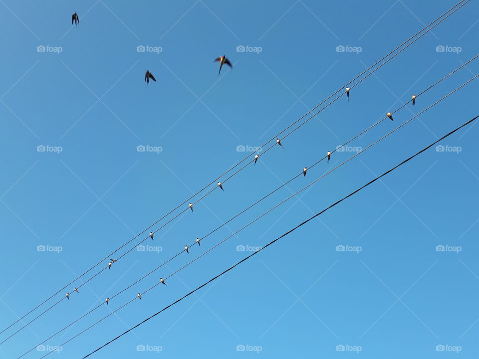 Birds sitting on the wires