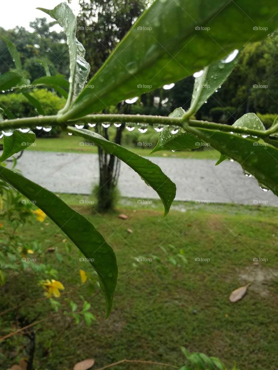 green leaf and water drops