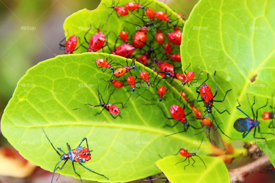 Red bugs on green leaves, forest, wildlife