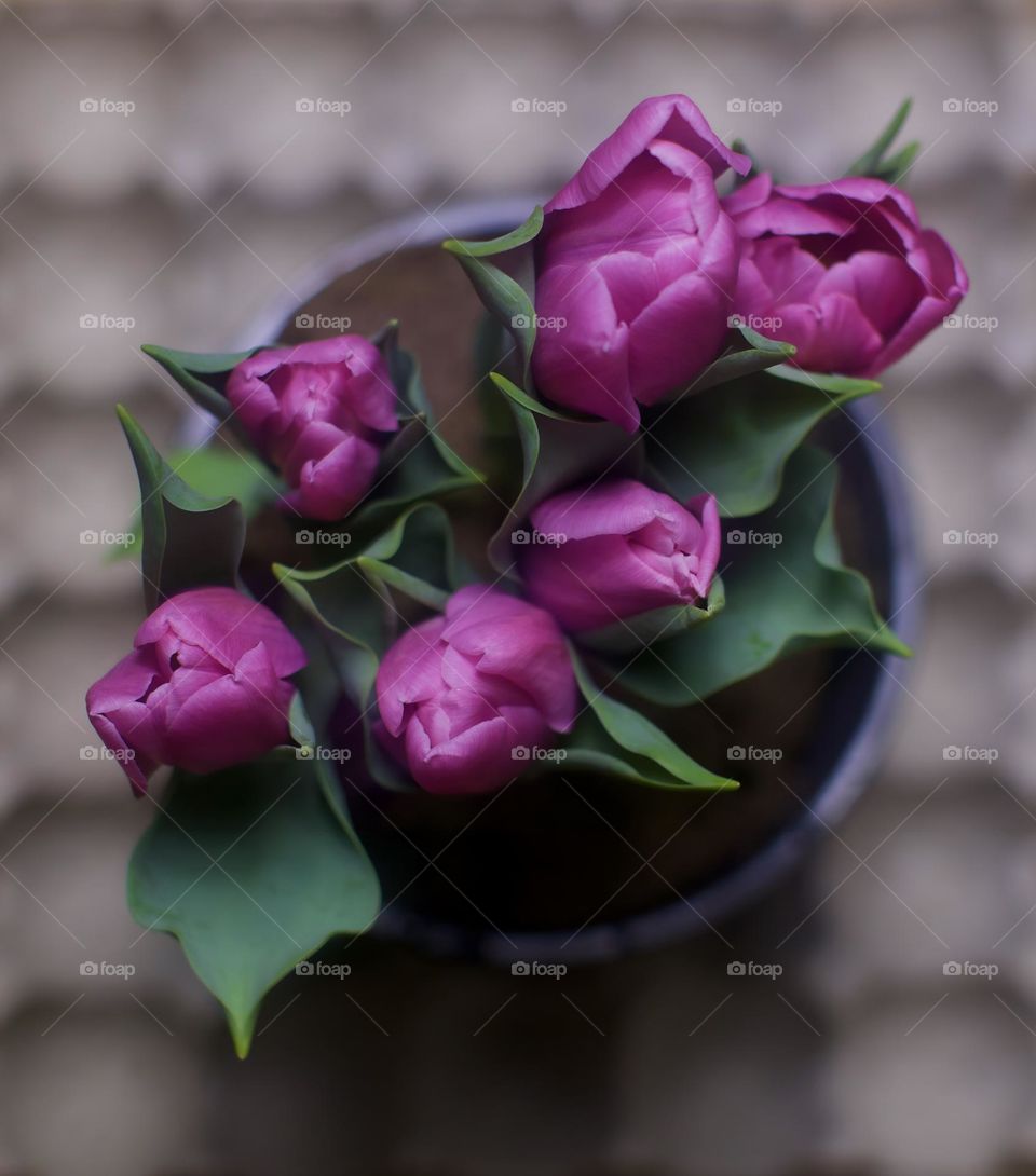 Pink tulips on an egg carton background