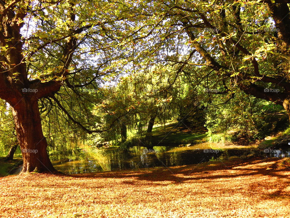 View of pond in forest