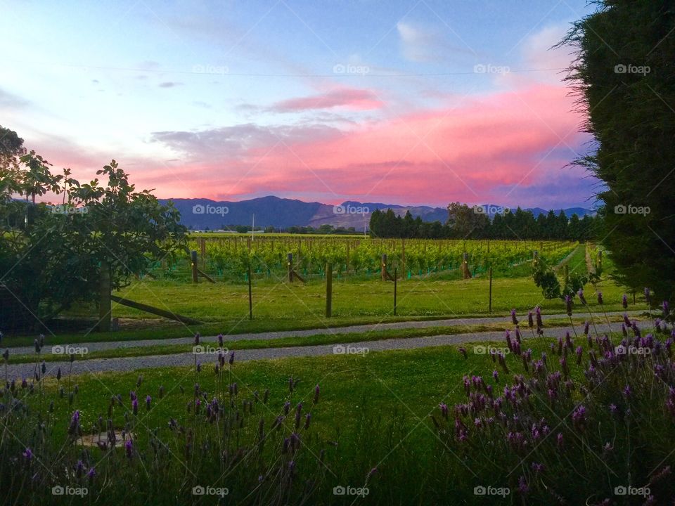 Vineyard at sunset in New Zealand