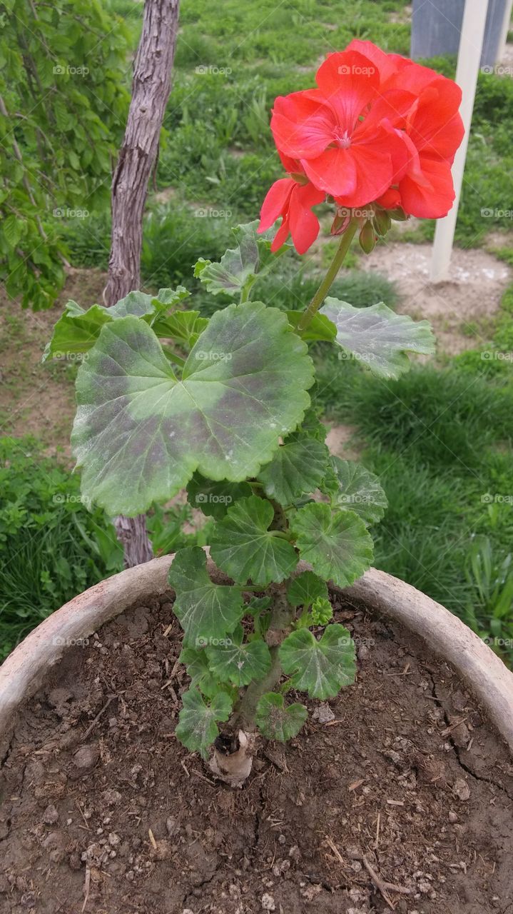 Afghanistan desert flower