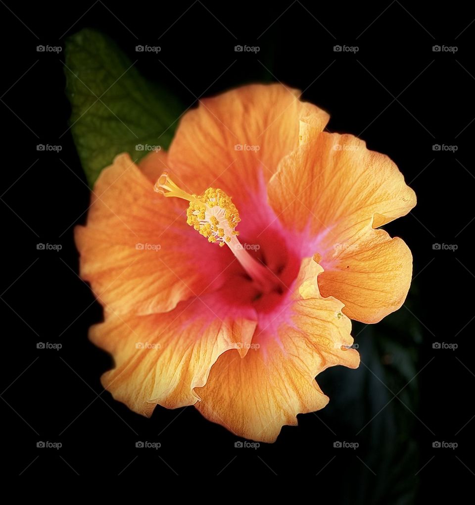 Hibiscus 